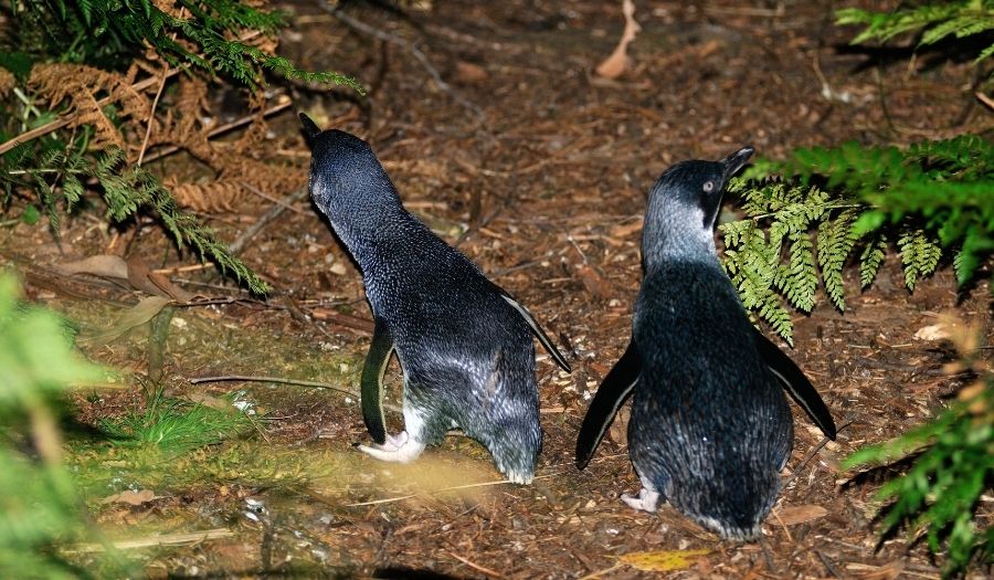 Penguins - Tasmania