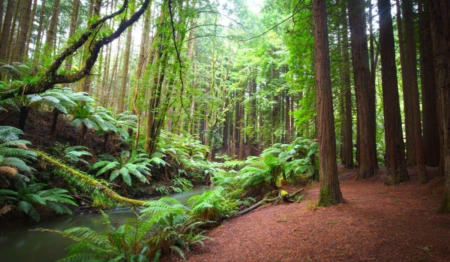 Otway Californian Redwood Forest - Australia
