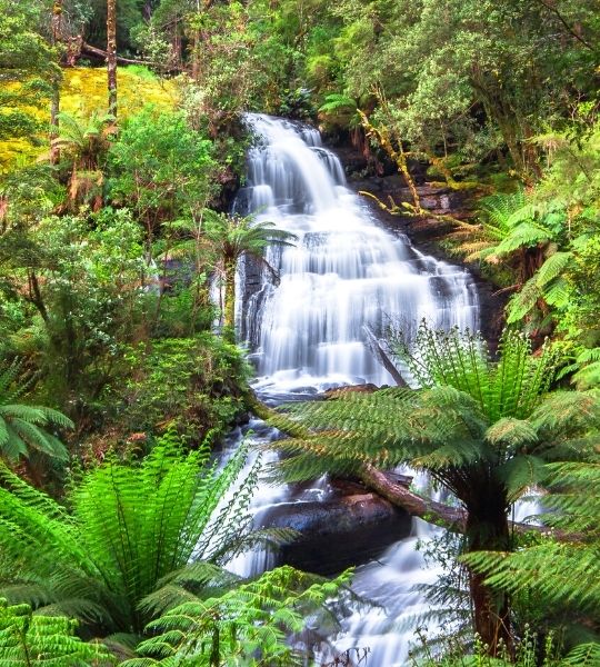 Otway Rainforest Waterfalls - Australia