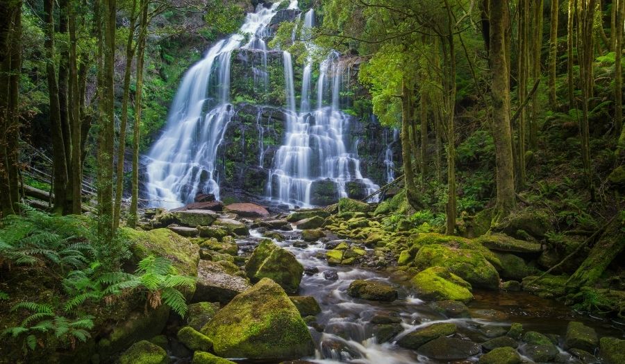 Nelson Falls Australia Rain Forest