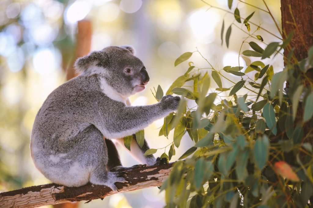 Australia Zoo