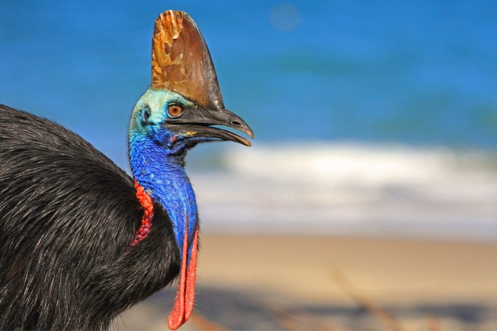 Cassowary Mission Beach