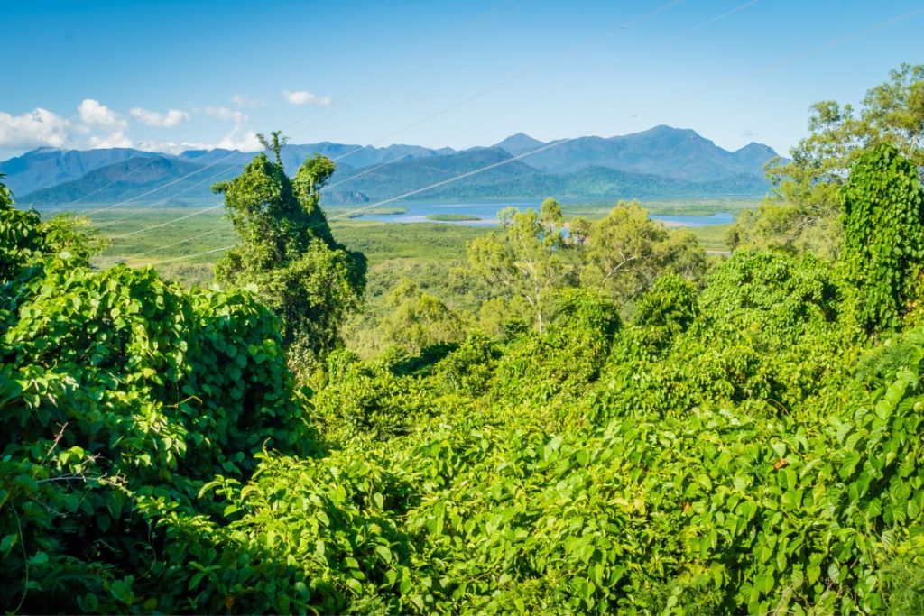 Hinchinbrook Lookout