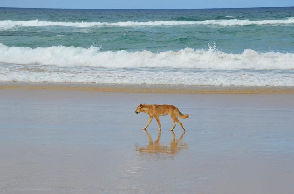 Route guide to brisbane and cairns frasers islandDingo on Frasers Island