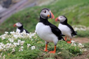 Puffin Watching Iceland