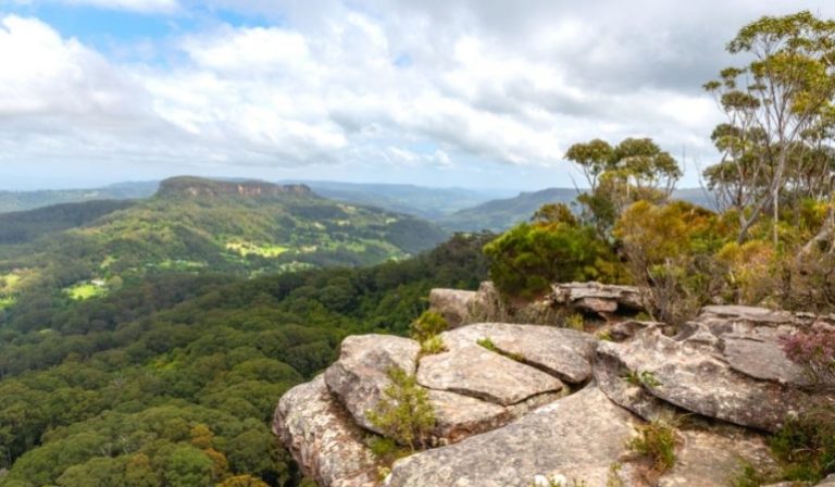 Rainforest in Australia - 7 Rainforests You Must Visit | AATW