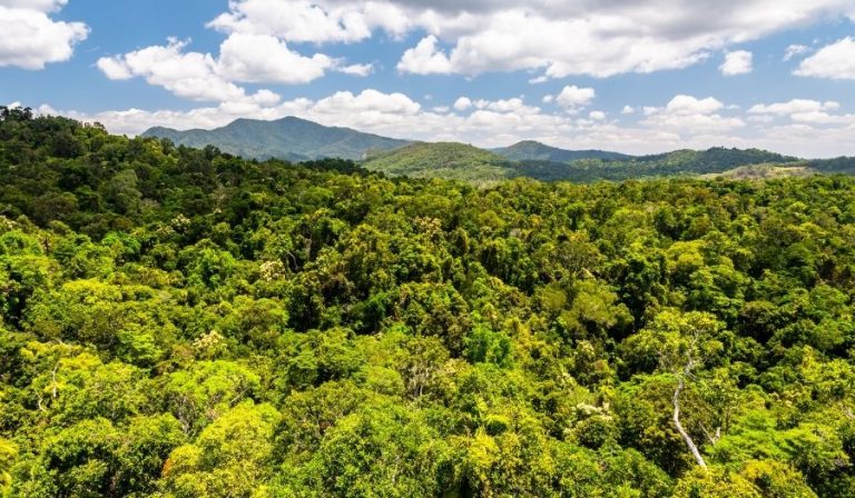 Rainforest in Australia - 7 Rainforests You Must Visit | AATW