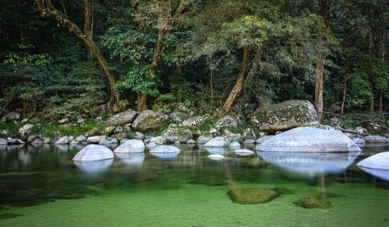 Rainforest in Australia - 7 Rainforests You Must Visit | AATW