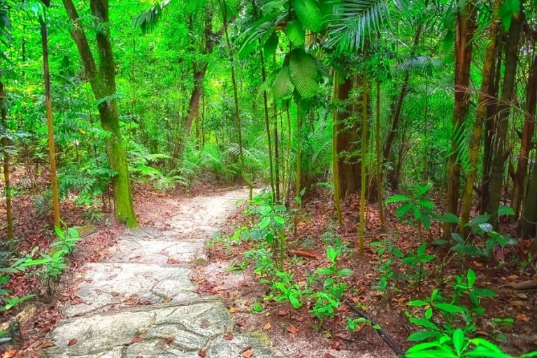 Best Hiking Trails Singapore of 2024 Guide For All Levels