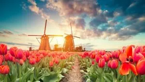 Tulip Field Guide Netherlands Header